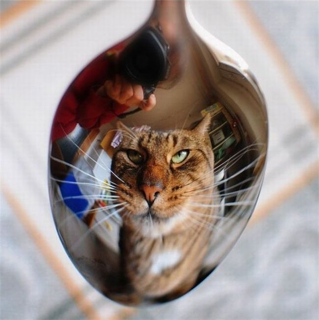 cat in a spoon - Accordion, cat, The photo, Animals, Longpost, Reflection, Repeat