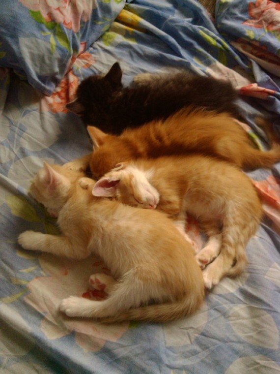 Five kittens and one cat))) - My, cat, Pets, Усы, Toddlers, Longpost, Children