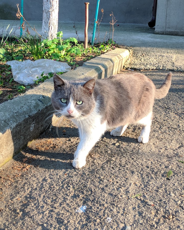 Kittens in our yard... - My, Longpost, cat, Catomafia, Portrait, Milota, Animals