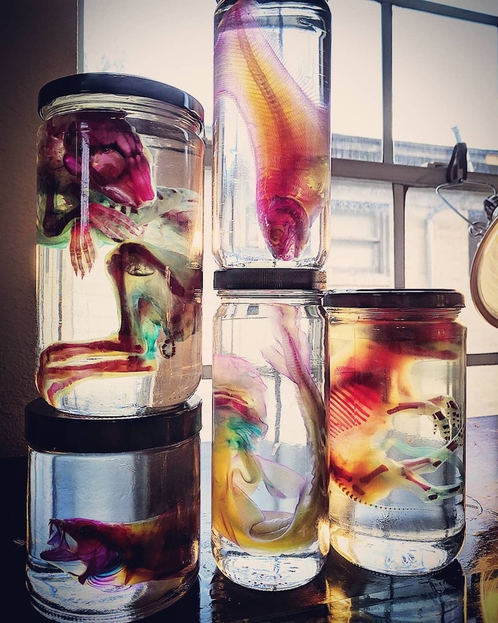 Окрашивая мертвое, или хитрое искусство диафонизации. Длиннопост, Диафонизация, Интересное, Скелет, Животные