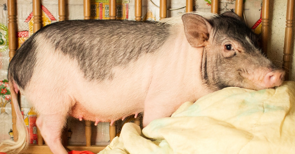 Как сделать уход за свинкой. Домашняя свинья. Домашние свиньи породы. Карликовая домашняя свинья. Домашняя Свинка мини Пиги.