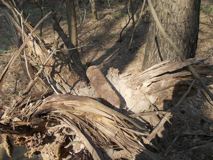 Echoes of a distant war - My, Forest, Projectile, The Great Patriotic War, The photo