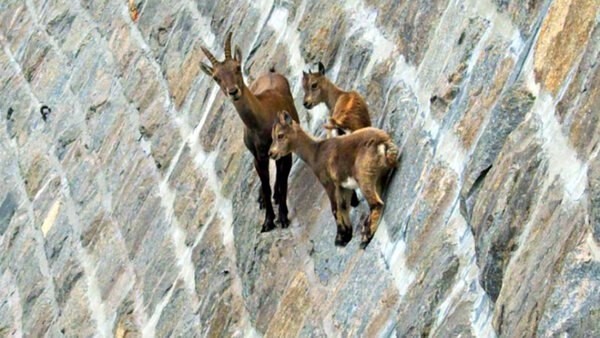 Ibeks or Alpine mountain goats - rock climbers - My, , Animals, Fauna, Nature, Ibex, Mountain goats, Mammals, Video, Longpost