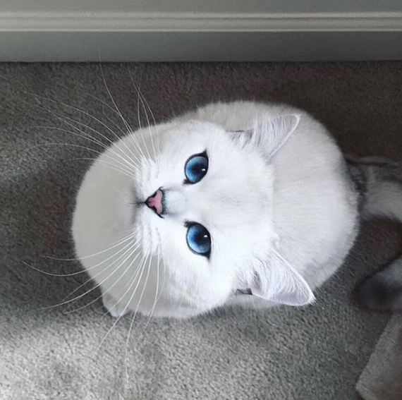 beauty - Reddit, cat, beauty, Cobythecat