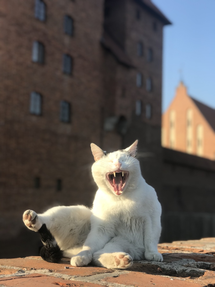 Sight! - My, Lock, Poland, Malbork, cat, The photo, sights, Animals, Moment