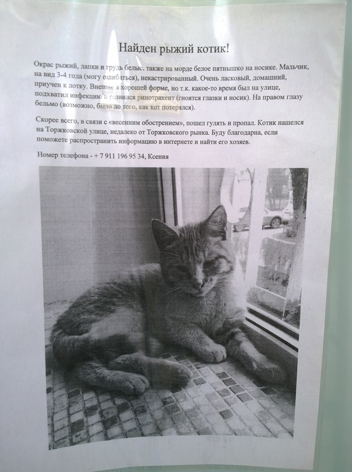 I am a simple person. - cat, No rating, Foundling, Catomafia, Saint Petersburg, Redheads, Found a cat