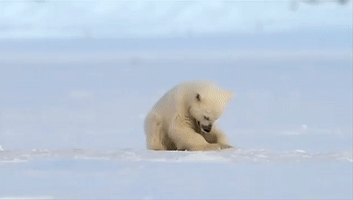 Тюлень случайно напугал белого медведя