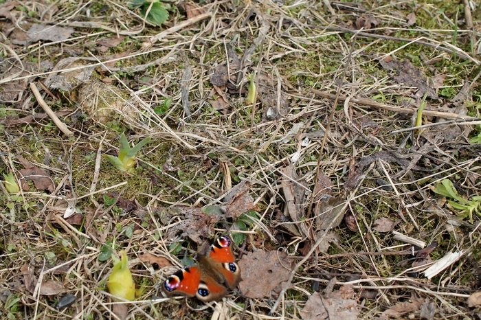 This is April - My, The photo, Canon, Spring, Nature, Butterfly, Snow, Insects, Beginning photographer