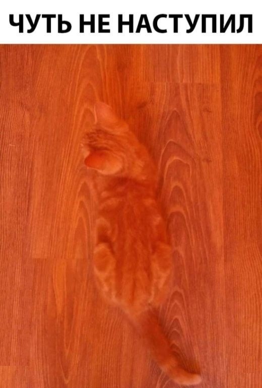 Puzzle - cat, Disguise, Floor