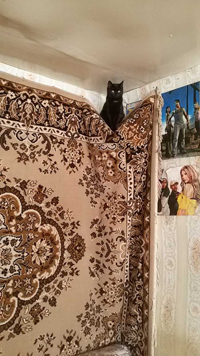 cat - My, cat, Carpet, Ceiling