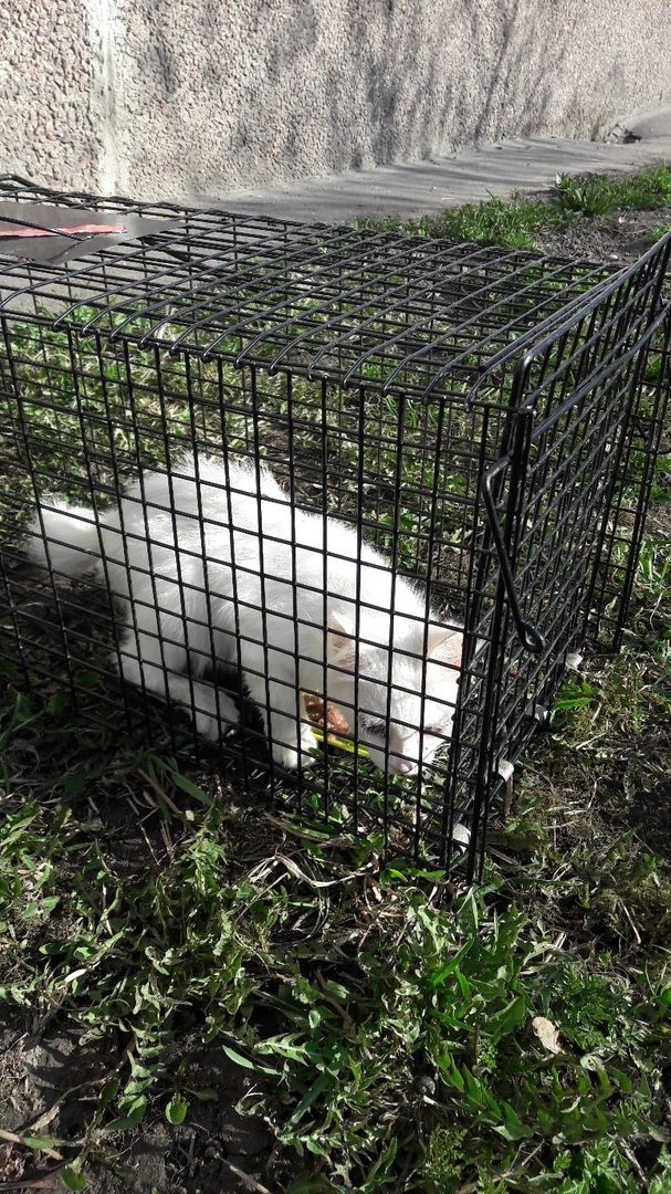 Before and after - absolutely white kitten. Transformation. - My, cat, It Was-It Was, Help, Volunteering, Catomafia, The photo, Longpost, Helping animals