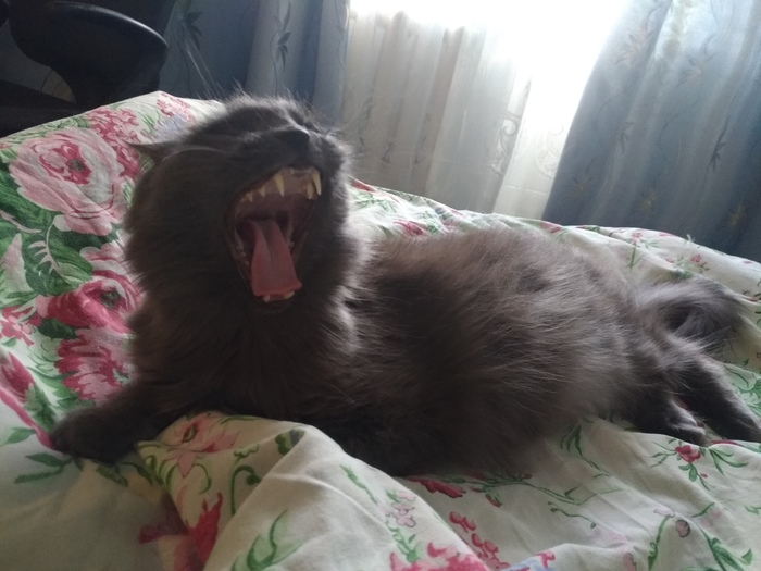 Готовит Омега-Кусь-3000