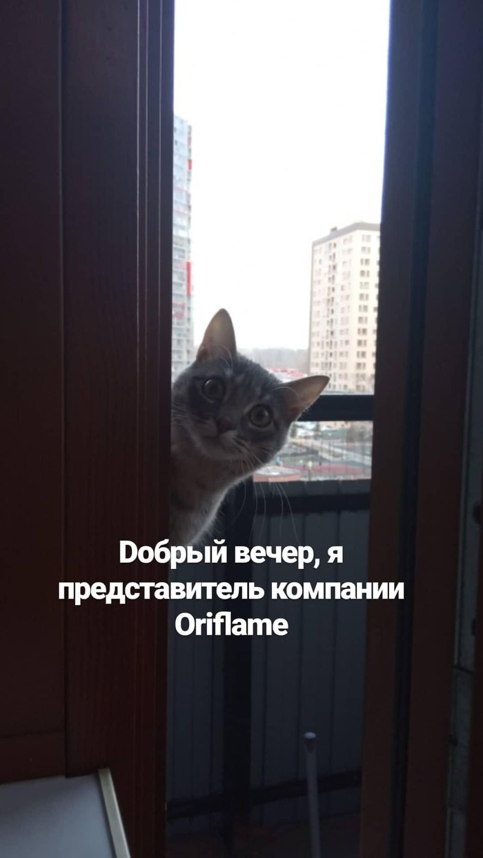 A salesman from god - Kitezh, cat, Sales Manager, Milota