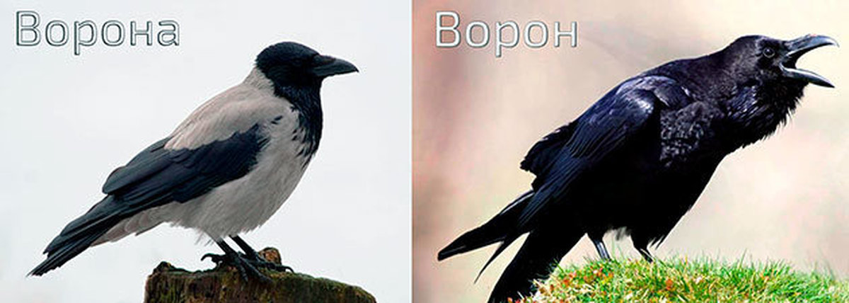 Вороны и вороны. Ворона самец и самка. Серая ворона самец и самка отличия. Ворон самка и самец. Ворон самец и самка отличия.