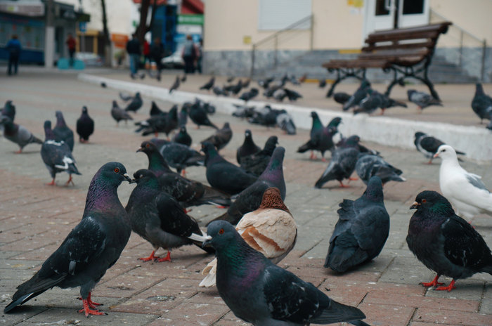 Cloudy - spring Gelendzhik - My, The photo, Nature, Spring, Town, Flowers, Birds, Gelendzhik