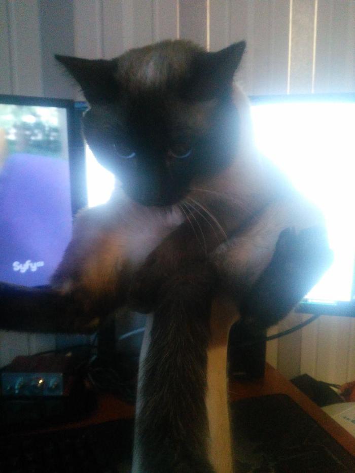 �����, �������