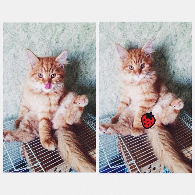 Strawberry? - My, cat, Handsome men