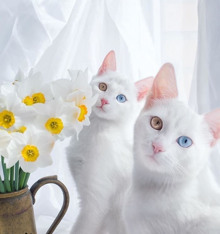 The most beautiful cats / cats in the world - cat, beauty, Longpost