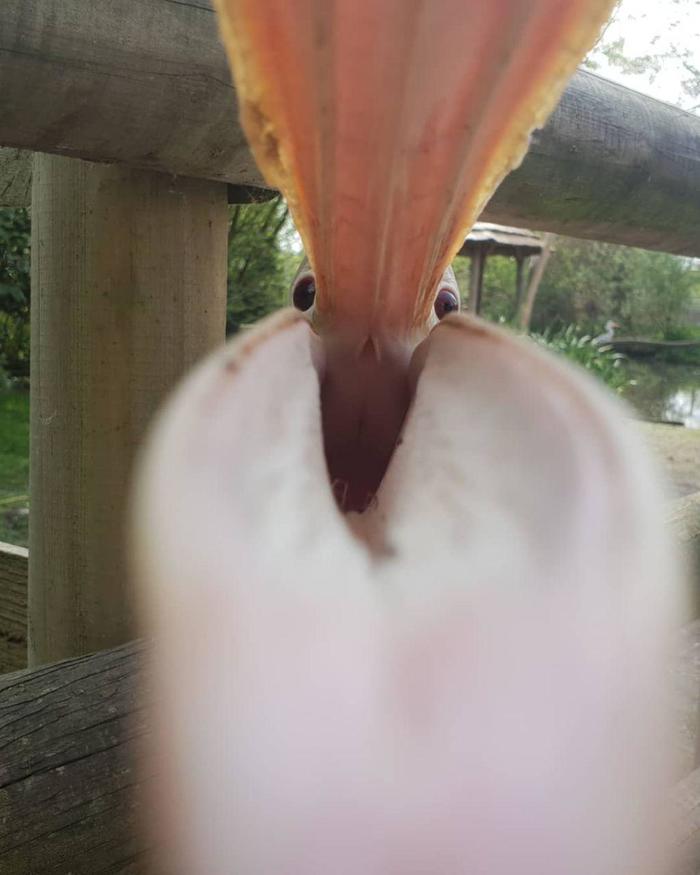 Фото того, как пеликан пытается съесть телефон реддитора За секунду до, Пеликан, Фотография