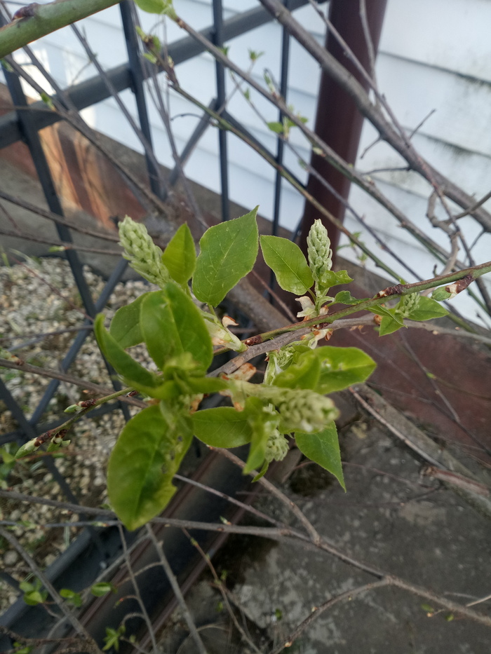 Tell me, please, what kind of tree? - My, Tree, Garden, Question