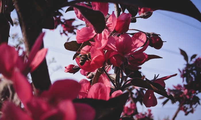 Bee - My, The photo, Spring, Flowers