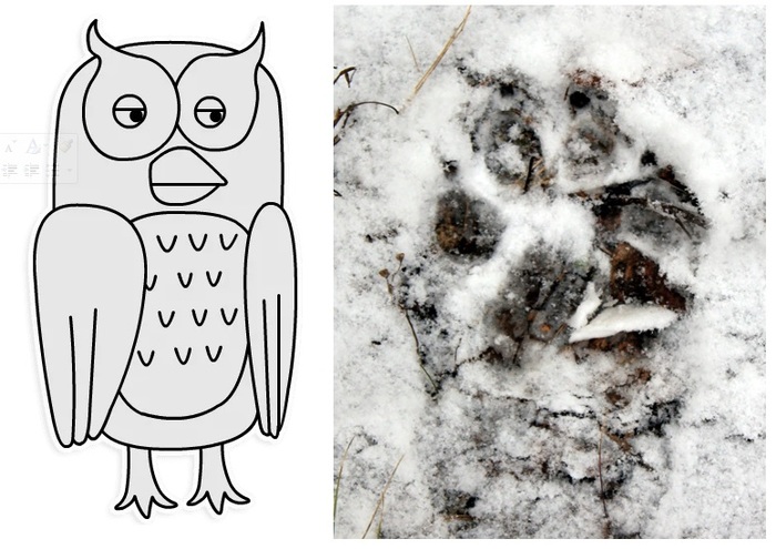 Photo of an owl - an effective manager. - My, Paws, Snow, , Owl, Similarity