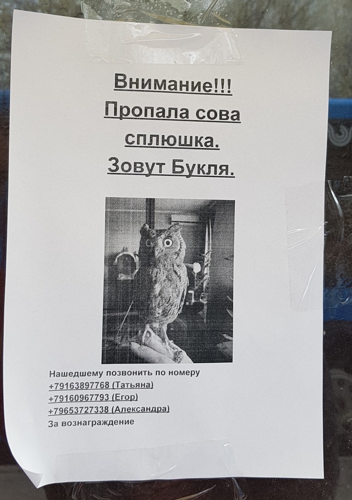 То чувство, когда завёл сову и думал, что стал волшебником.