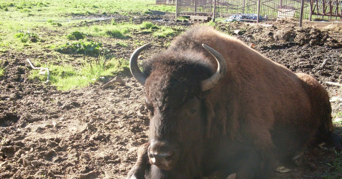 Bison 30pqd. Зубры в Токсово. Зубры бизоны в Токсово. Токсово бизоны заповедник зубры. Бизон в зоопарке.