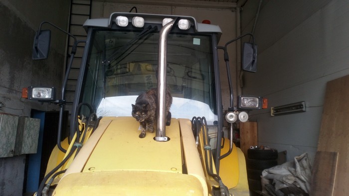 Fluffy tractor driver. - cat, My, Illegally, Tractor driver