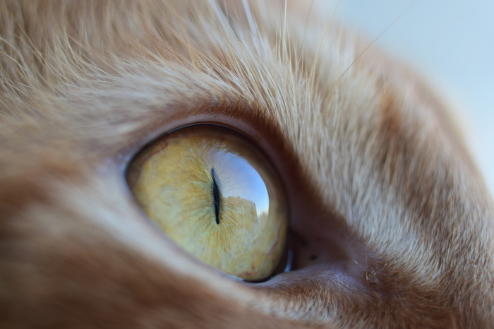 Ginger cat - My, The photo, cat, Nikon d3300, Macro, Macro photography