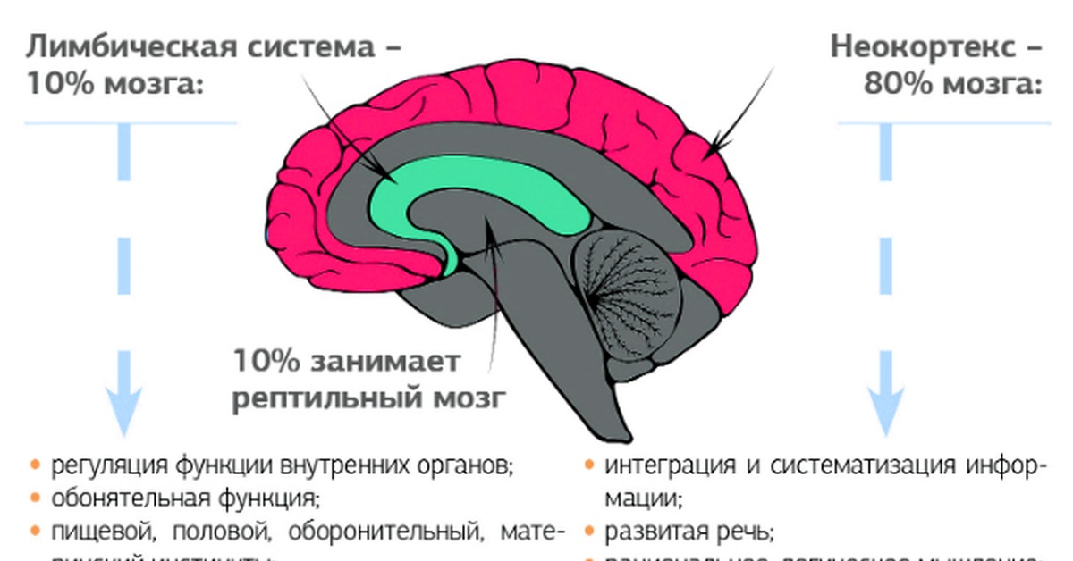 3 мозга. Строение мозга лимбическая система неокортекс. Кора, лимбическая система и рептильный мозг. Неокортекс и кора головного мозга. Строение головного мозга + неокортекс.