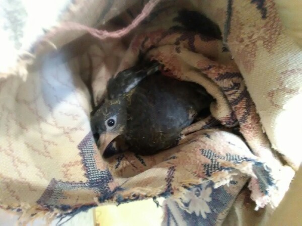 Pigeons and where they live - My, Pigeon, Animal Rescue, Good, Ventilation, How does the morning begin?, Longpost, Kindness