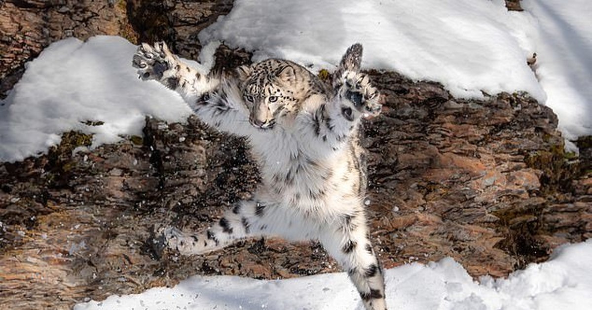 Рысь в снегу. Снежный Барс (Ирбис, снежный леопард). Снежный Барс uncia uncia. Снежный Барс на памире. Ирбис горный леопард.