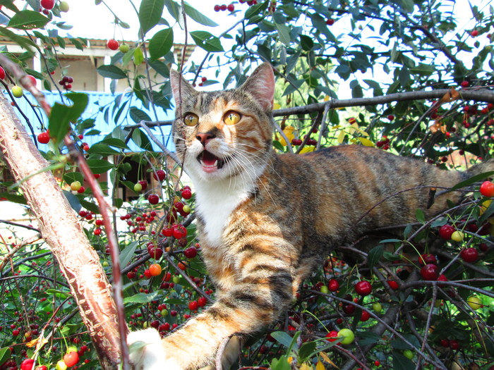 Summer, cherry, cat... - My, cat, Beginning photographer, Summer