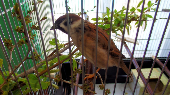 Сезон зелени открыт! Птицы, Попугай, Корелла, Воробей Тоша, Питание, Зелень, Длиннопост