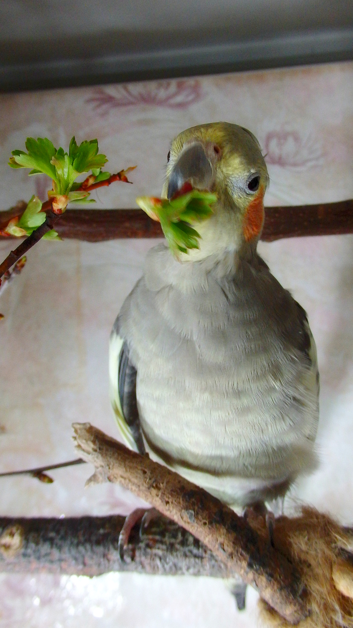 Сезон зелени открыт! Птицы, Попугай, Корелла, Воробей Тоша, Питание, Зелень, Длиннопост