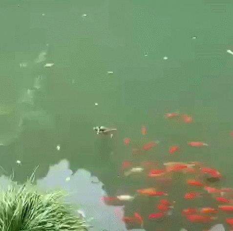 Да он не тяжелый, он мой брат