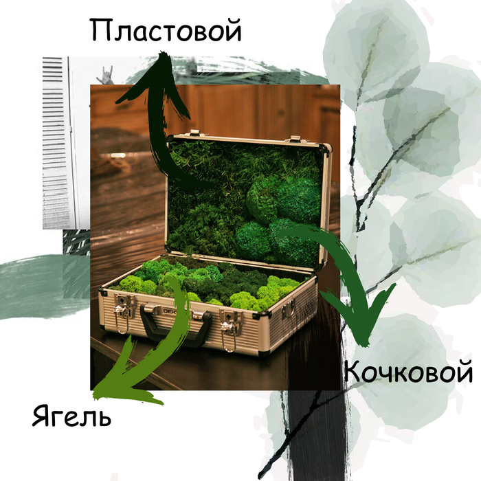 что такое стабилизированный мох это живое растение или нет. Смотреть фото что такое стабилизированный мох это живое растение или нет. Смотреть картинку что такое стабилизированный мох это живое растение или нет. Картинка про что такое стабилизированный мох это живое растение или нет. Фото что такое стабилизированный мох это живое растение или нет