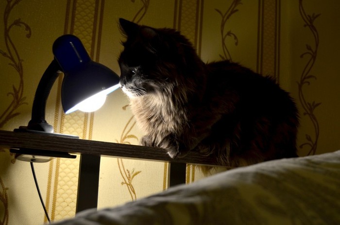 Cat and lamp - My, cat, Cat with lamp, The photo