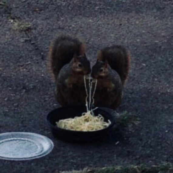 Perfect date - Squirrel, Humor, The photo, Date, Food