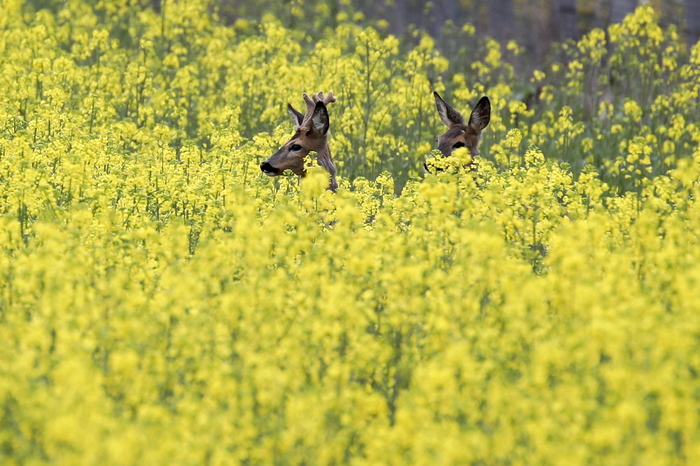 Experts have named the main reason for the extinction of a million species of plants and animals - My, Animals, Plants, Flora, Fauna, UN, The science, Scientists