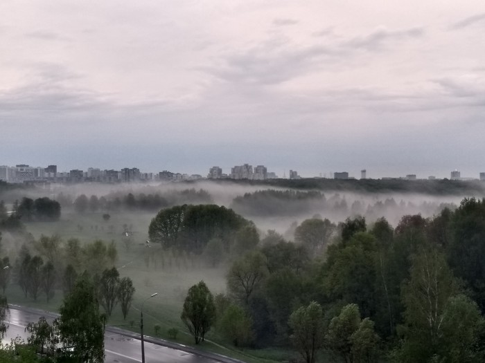 Bitsevsky forest after today's downpour - My, Moscow, Rain, Forest, Fog