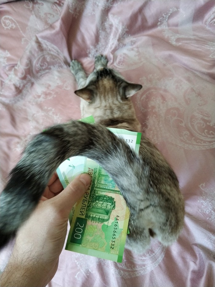 The design of the new 200 rubles did not pass. - My, 200 and 2000 rubles, Your pussy is at risk, cat