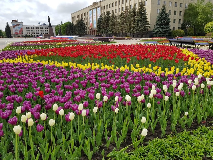 A little bit of my city - My, Stavropol, Longpost, beauty, The photo, Flowers