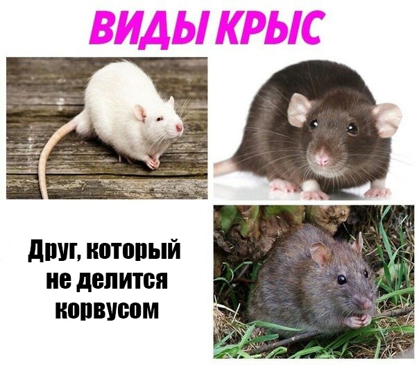 Types of rats - My, Memes, Rodents