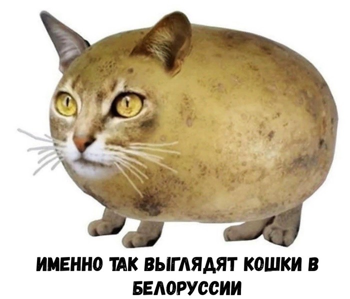 Anatoly - Republic of Belarus, Potato, cat, 