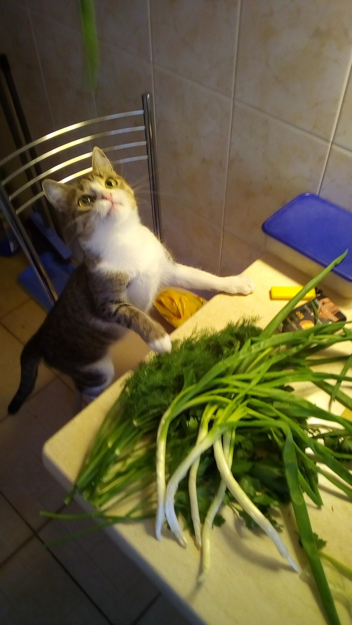 My helper in the kitchen - My, cat, Kitchen, Greenery, Longpost