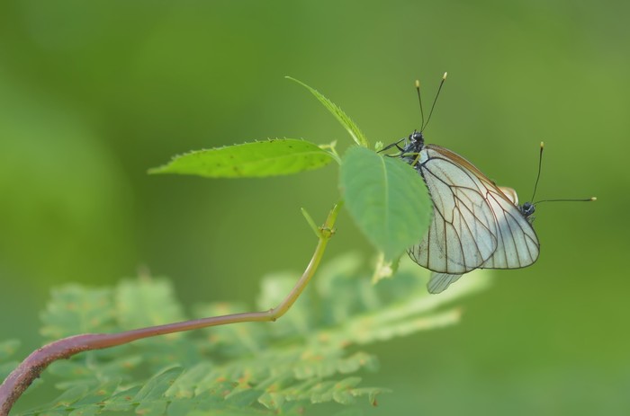 Cabbage butterfly - My, Butterfly, Macro, The photo, Macro photography