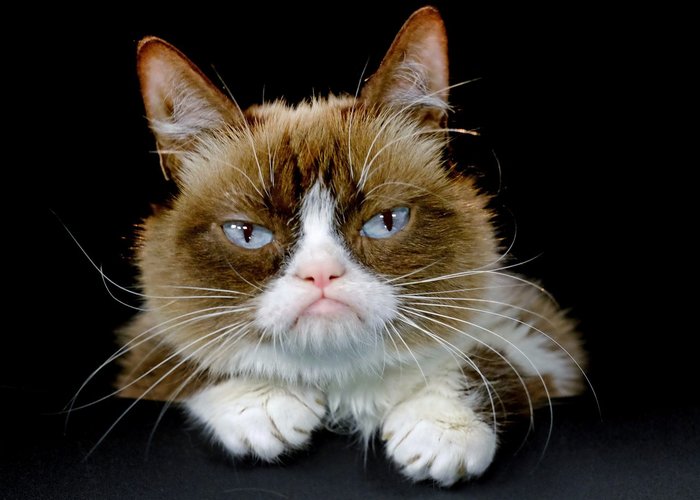   Grumpy Cat, , , 