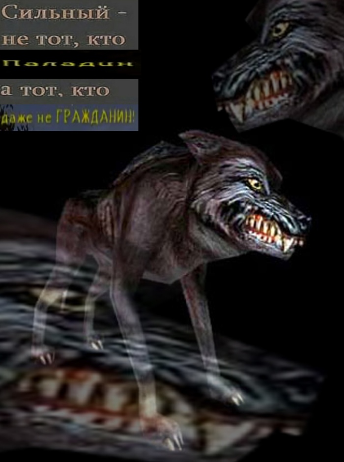 The wolf won't say shit. - My, Memes, Old games and memes, SIIM, Gothic 2